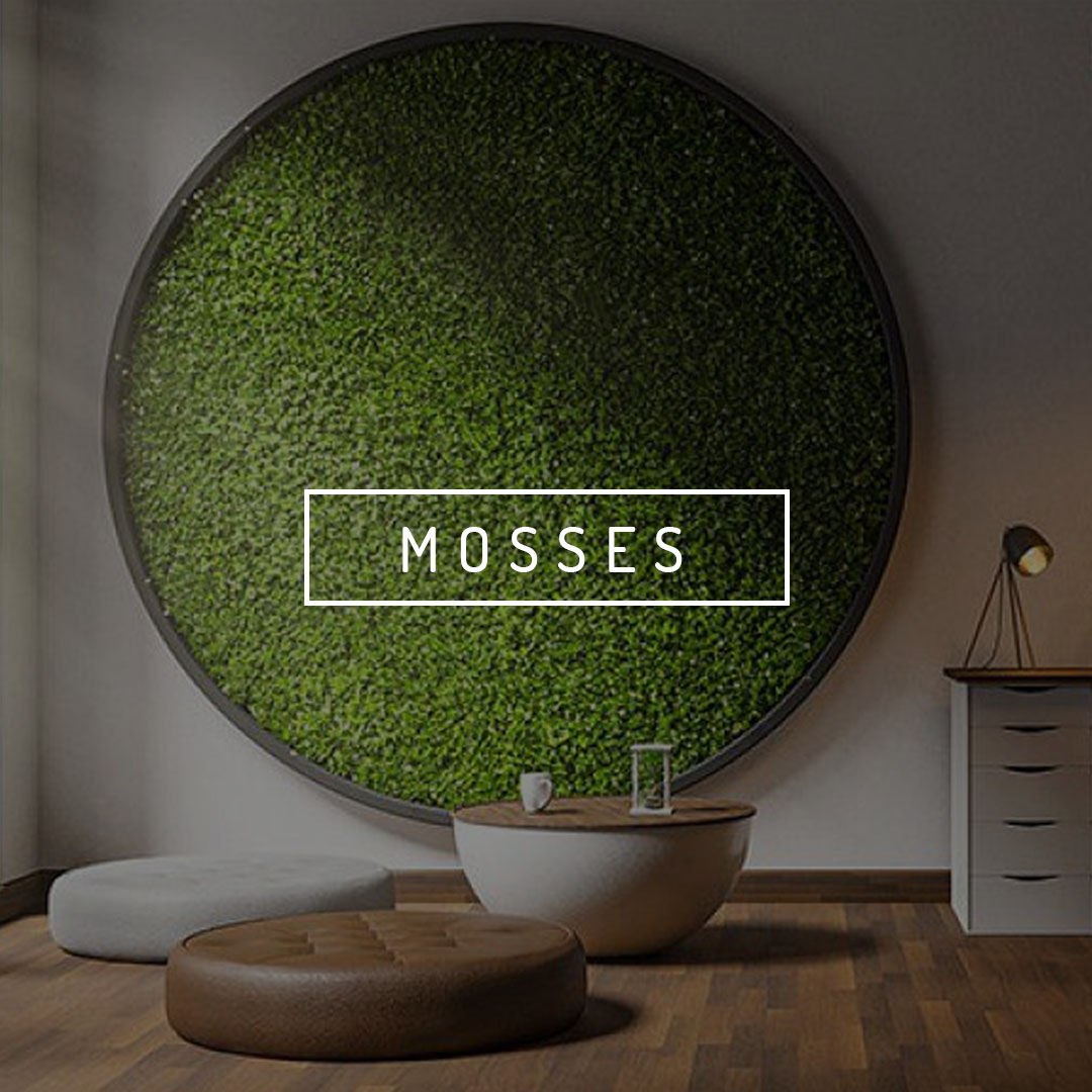 Mosses